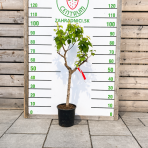 Mini marhuľa nízkokmenná (Prunus armeniaca) ´APRIGOLD´® - stredne skorá, výška 60-80 cm, kont. C10L